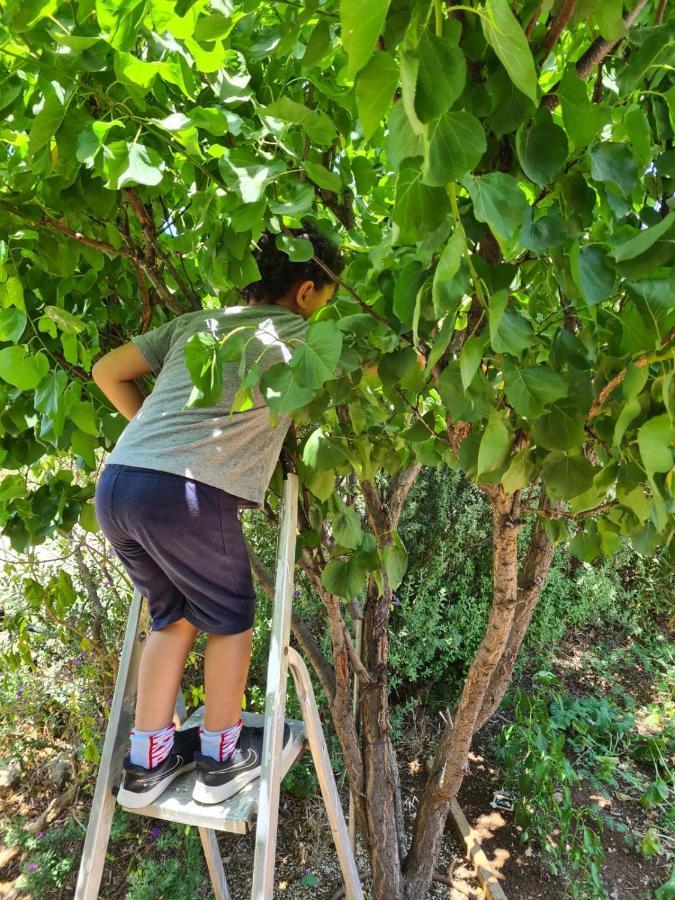 Kfar Tavorבין הר למעייןアパートメント エクステリア 写真