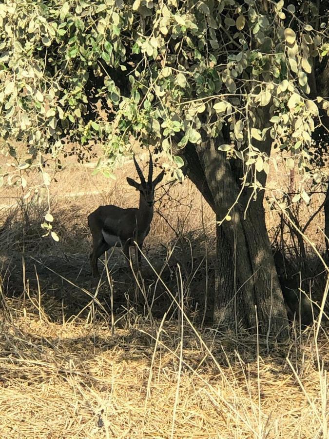 Kfar Tavorבין הר למעייןアパートメント エクステリア 写真